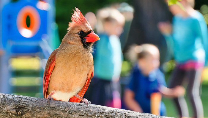 red bird on tree branch, kids in background